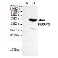 FOXP3 Monoclonal Antibody