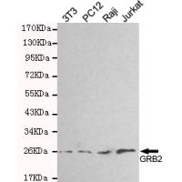 GRB2 Monoclonal Antibody