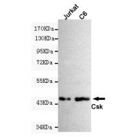 CSK Monoclonal Antibody