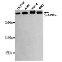 DNA-PKcs Monoclonal Antibody
