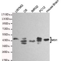 Musashi-1 Monoclonal Antibody