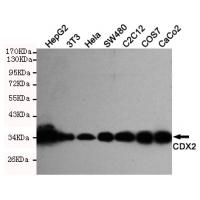 CDX2 Monoclonal Antibody