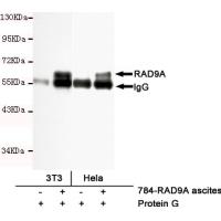 RAD9A Monoclonal Antibody