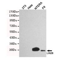 LIN28A Monoclonal Antibody