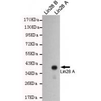 LIN28A Monoclonal Antibody