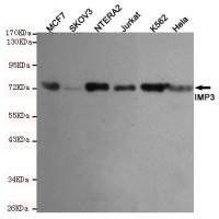 IMP3 Monoclonal Antibody