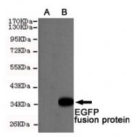 EGFP/EYFP Monoclonal Antibody