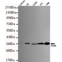 PCNA Monoclonal Antibody
