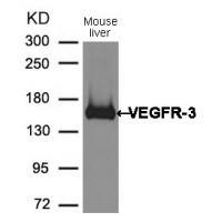 VEGFR3 Antibody