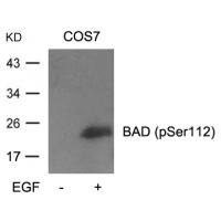 BAD(Phospho-Ser112) Antibody