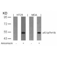 p53(Phospho-Thr18) Antibody