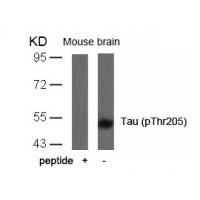 Tau(Phospho-Thr205) Antibody