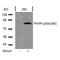 FKHR(Phospho-Ser256) Antibody