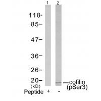 cofilin(Phospho-Ser3) Antibody