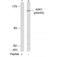 ASK1(Phospho-Ser83) Antibody