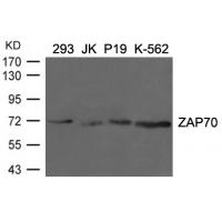 ZAP70(Ab-292) Antibody