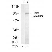 HSF1(Phospho-Ser307) Antibody