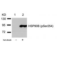 HSP90B(Phospho-Ser254) Antibody
