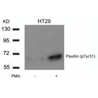 Paxillin(Phospho-Tyr31) Antibody