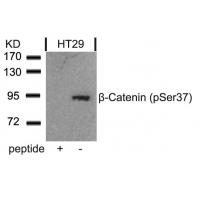 b-Catenin(Phospho-Ser37) Antibody
