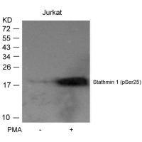 Stathmin1(Phospho-Ser25) Antibody