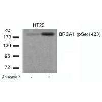 BRCA1(Phospho-Ser1423) Antibody