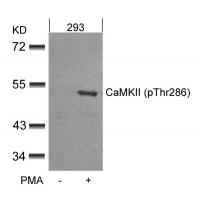 CaMKII(Phospho-Thr286) Antibody