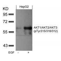 AKT1/AKT2/AKT3(phospho-Tyr315/316/312) Antibody