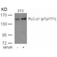 PLCg1(phospho-Tyr771) Antibody