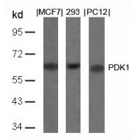 PDK1(Ab-241) Antibody