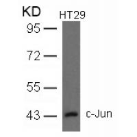 c-Jun(Ab-93) Antibody