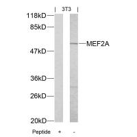 MEF2a(Ab-312) Antibody
