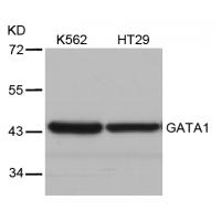 GATA1(Ab-310) Antibody