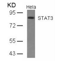STAT3(Ab-727) Antibody