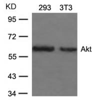 Akt(Ab-473) Antibody