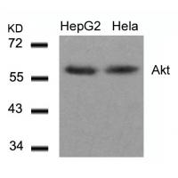 Akt(Ab-308) Antibody
