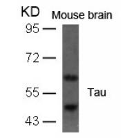 Tau(Ab-396) Antibody