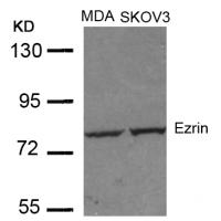 Ezrin(Ab-353) Antibody