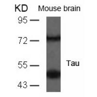 Tau(Ab-235) Antibody