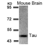 Tau(Ab-205) Antibody