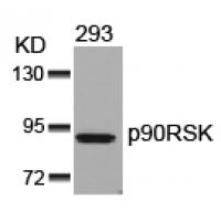 p90RSK(Ab-352) Antibody