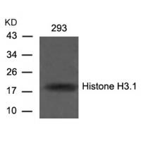 Histone H3.1(Ab-10) Antibody