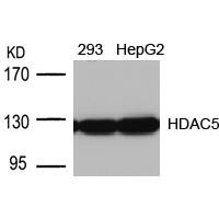 HDAC5(Ab-498) Antibody