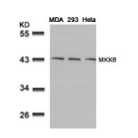 MKK6(Ab-207) Antibody