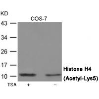 Histone H4 (Acetyl-Lys5) Antibody