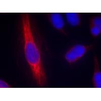 nNOS(Ab-852) Antibody