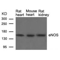 eNOS(Ab-1177) Antibody