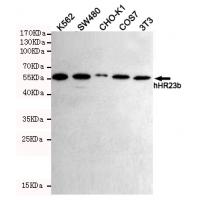 hHR23b Monoclonal Antibody
