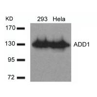 ADD1(Ab-726) Antibody