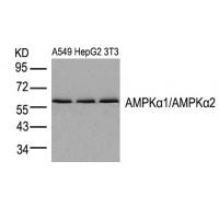 AMPKα1/AMPKα2(Ab-183/172) Antibody